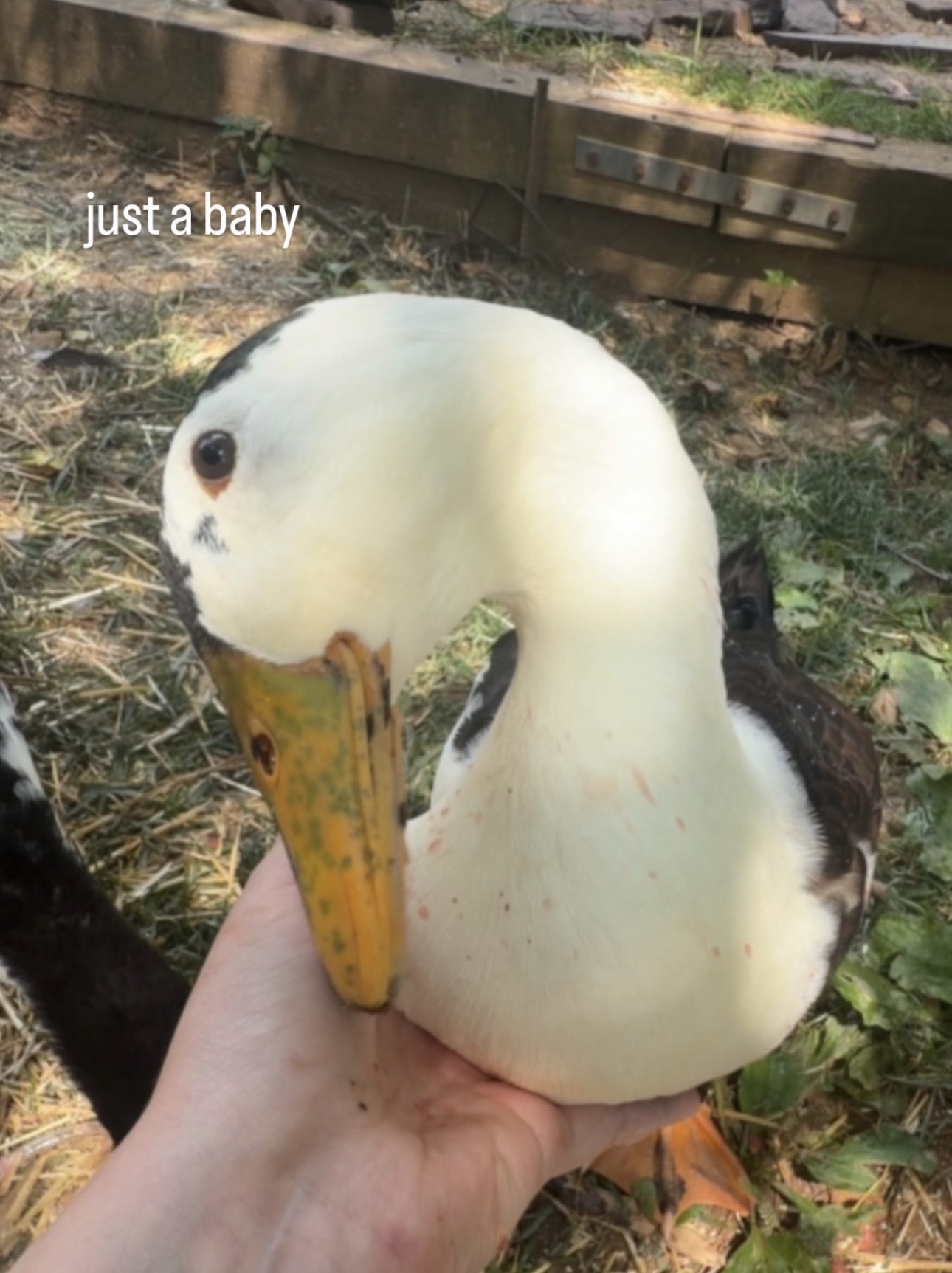 Dinky