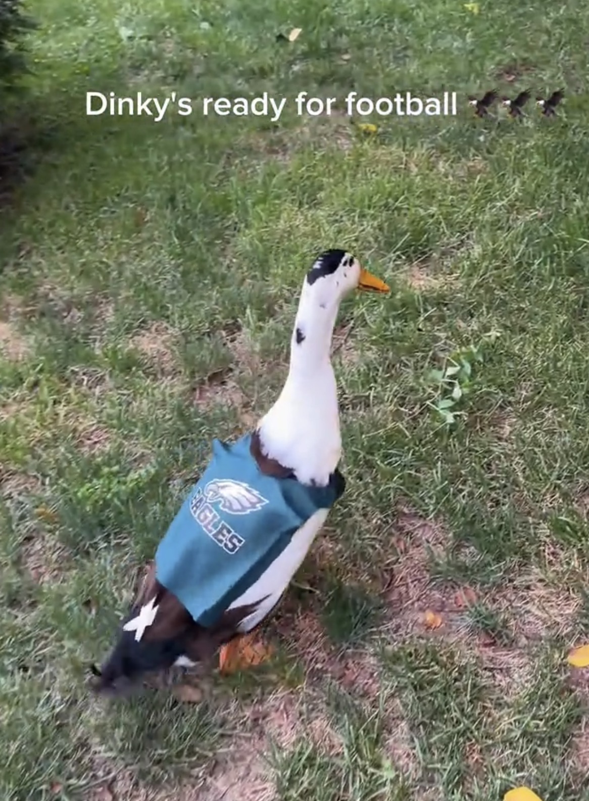 Dinky in Eagles jersey