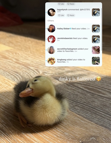 Dinky the Duckling