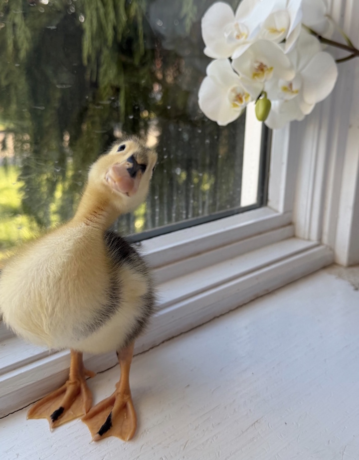 Dinky the Duckling