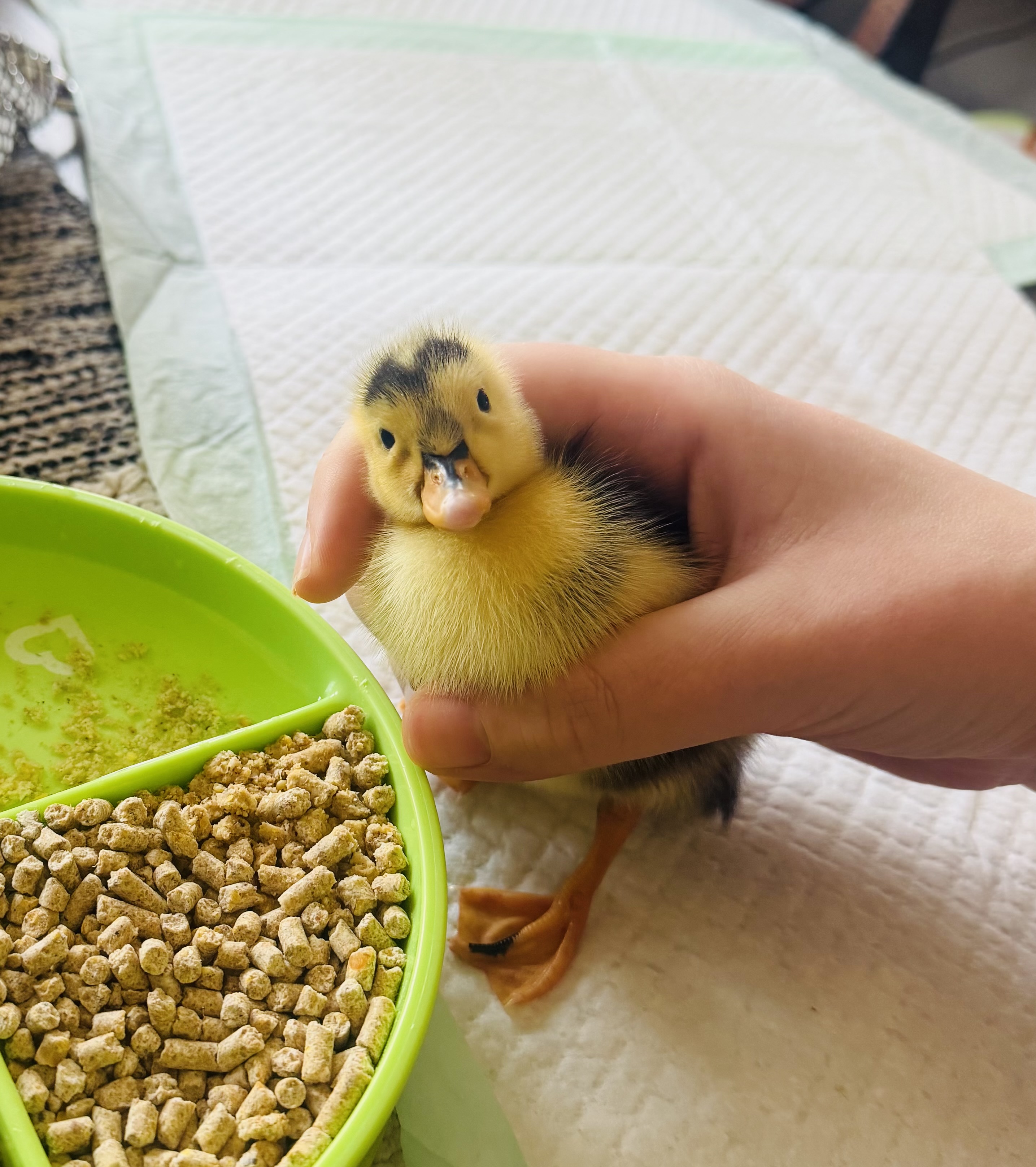 Dinky the Duckling