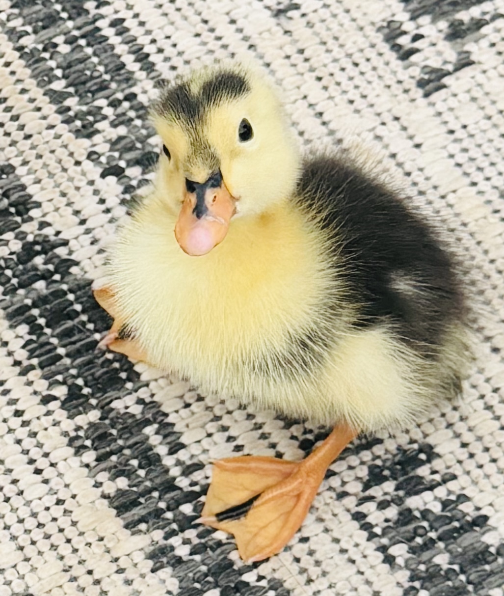 Dinky the Duckling