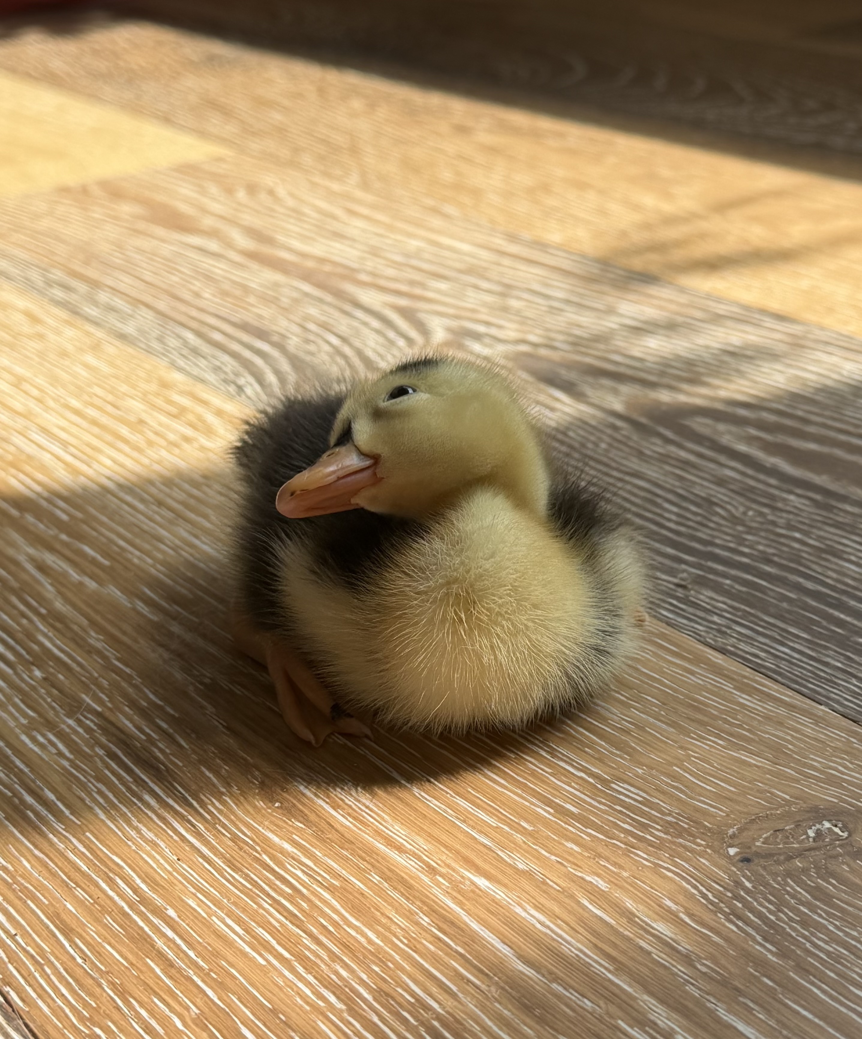 Dinky the Duckling